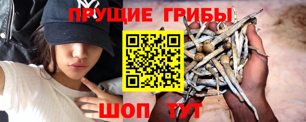 Кисловодск  Галлюциногенные грибы Psilocybine cubensis  Псилоцибиновые грибы Magic Shrooms  Вход с VPN 